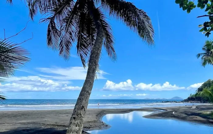 Palmier et plage en Guadeloupe