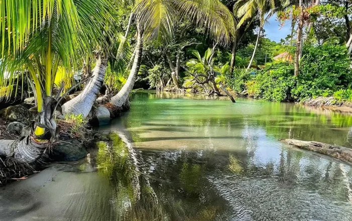 Paysage paradisiaque en Guadeloupe